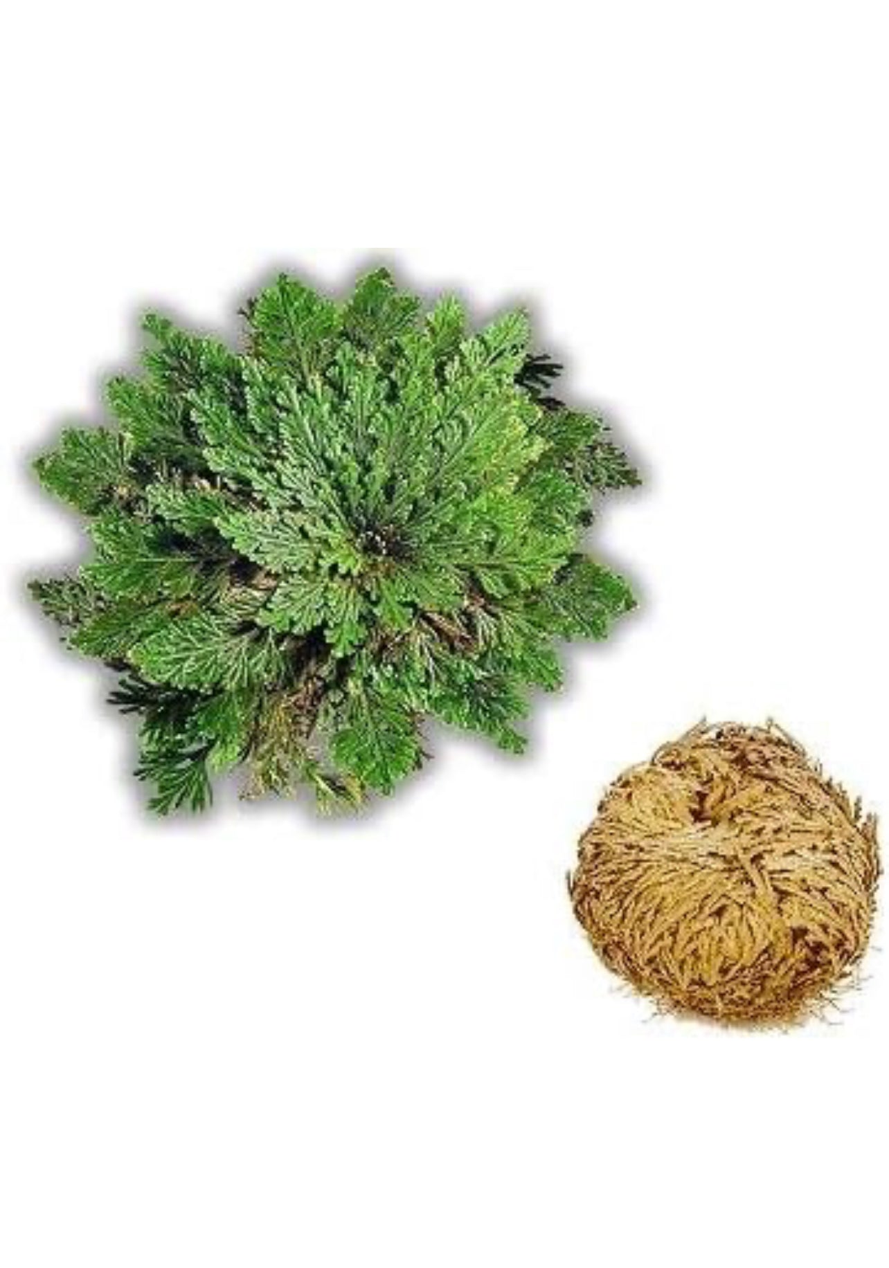 Rose of Jericho
